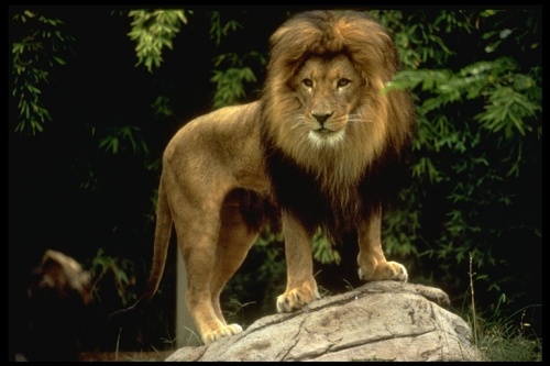 Lion 485061.jpg