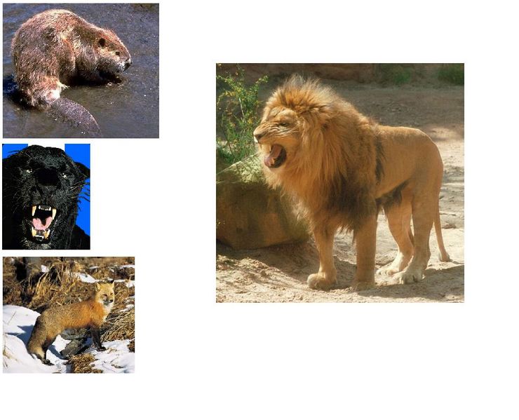 File:Animais.jpg
