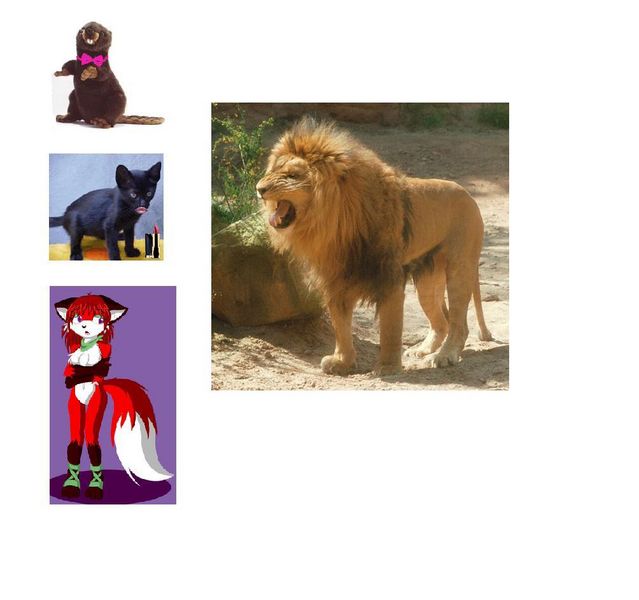 File:Animais2.jpg